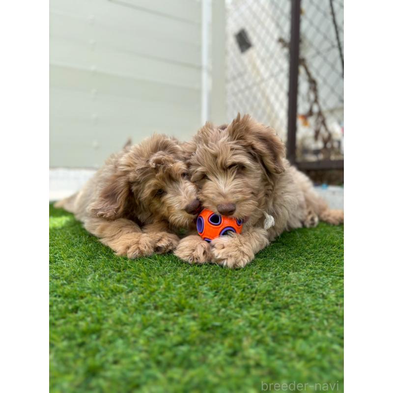 販売中の長野県のミックス犬-442540