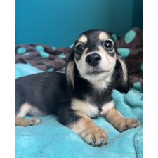 ♀︎ミニチュアダックスフンド(ロングヘアード)