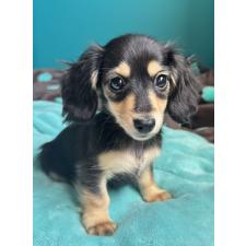 ♀︎ミニチュアダックスフンド(ロングヘアード)