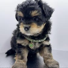 ♀︎チワプー:チワワ×トイプードル