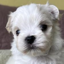 ♀︎マルチーズ