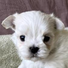 オンライン見学