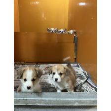 株式会社 ドッグランド