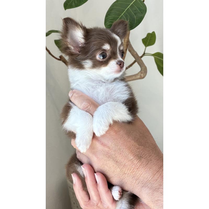 販売中の静岡県のチワワ(ロングコート)-454807の4枚目