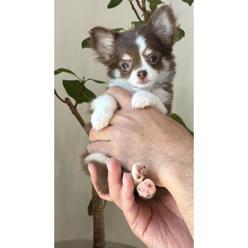 販売中の静岡県のチワワ(ロングコート)-454807の3枚目