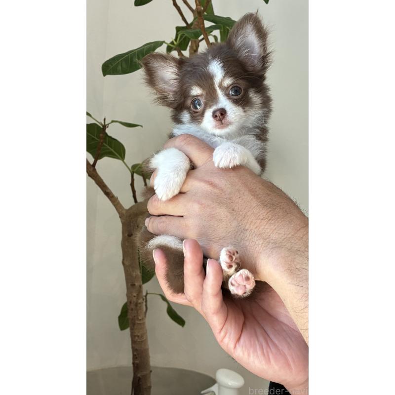 販売中の静岡県のチワワ(ロングコート)-454807の2枚目