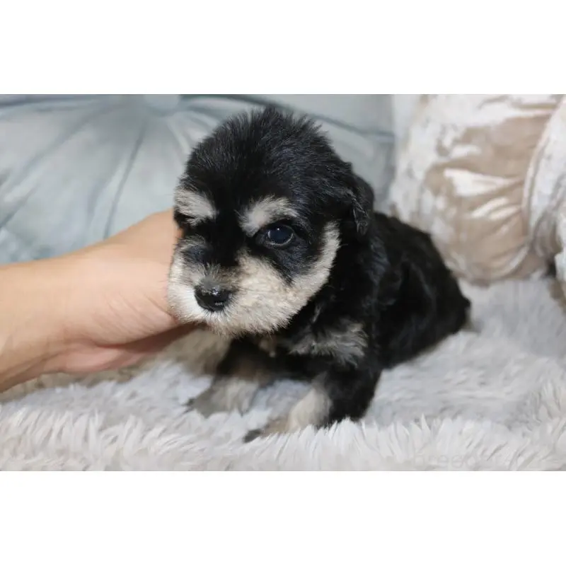 販売中の奈良県のミニチュアシュナウザー-454806の2枚目