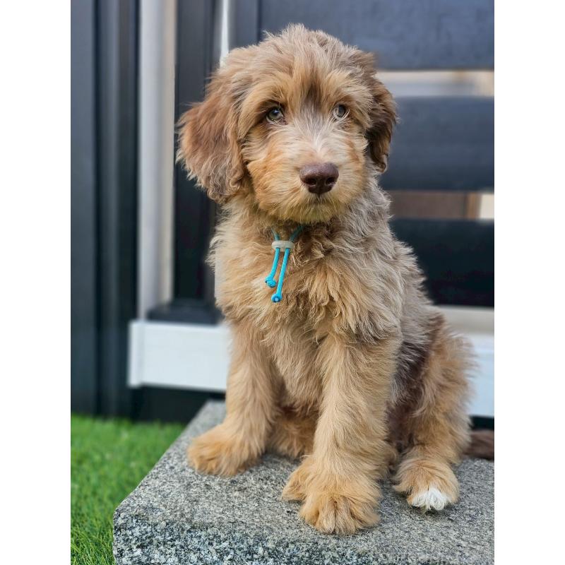 販売中の長野県のミックス犬-442537