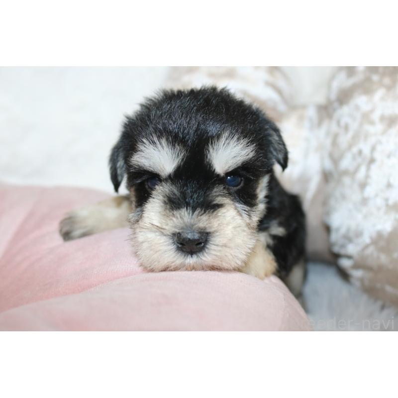 販売中の奈良県のミニチュアシュナウザー-452110