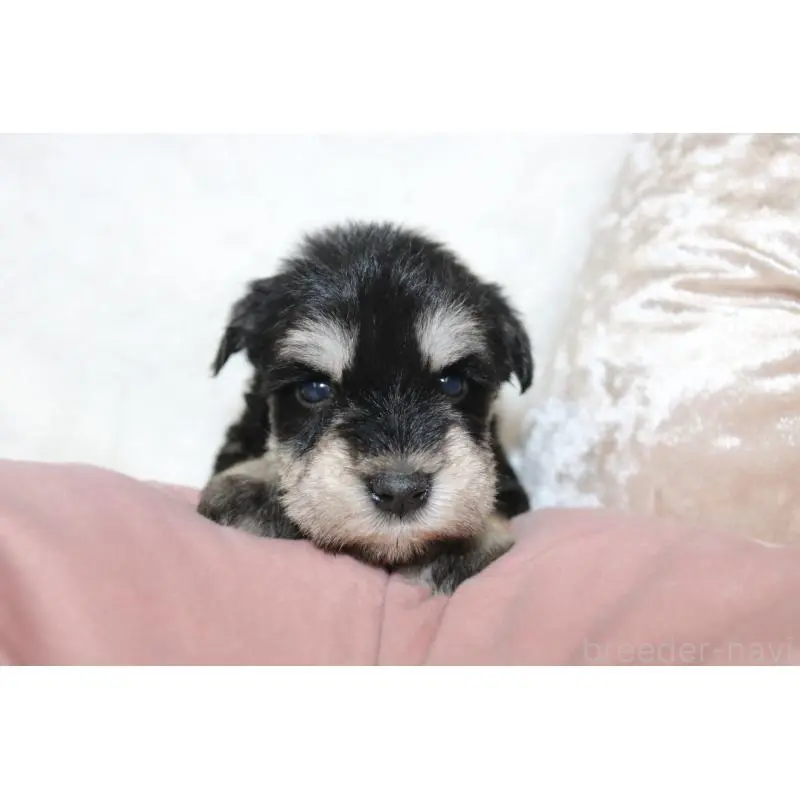 販売中の奈良県のミニチュアシュナウザー-454808の6枚目