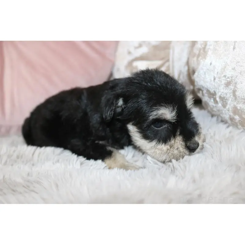 販売中の奈良県のミニチュアシュナウザー-454808の5枚目