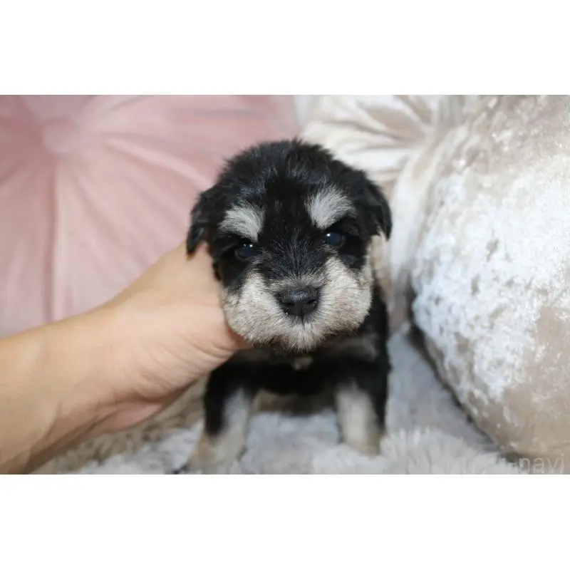 販売中の奈良県のミニチュアシュナウザー-454808の4枚目