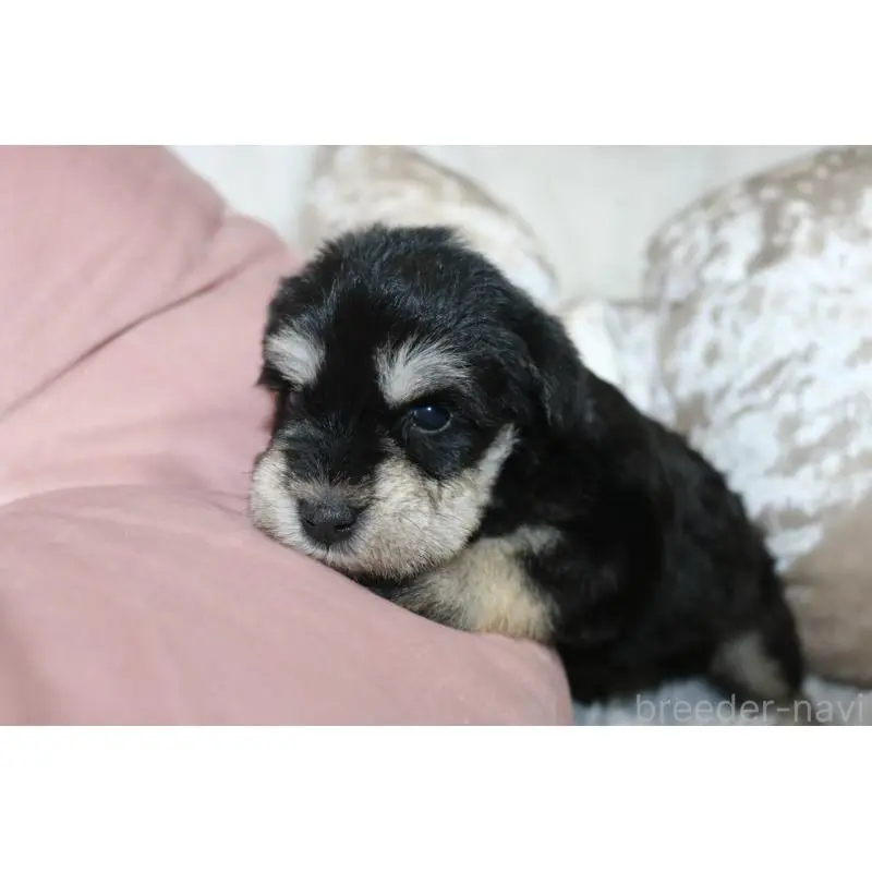 販売中の奈良県のミニチュアシュナウザー-454808の2枚目