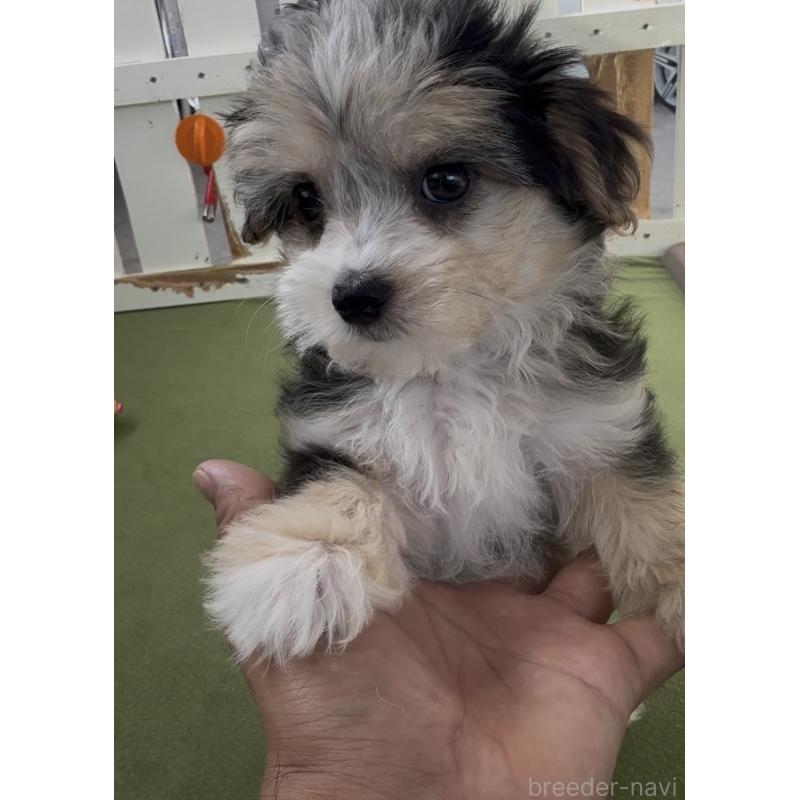 販売中の福岡県のチワマル:チワワ×マルチーズ-446149の3枚目