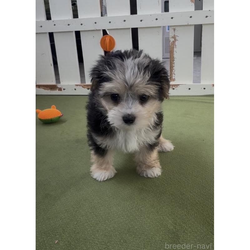 販売中の福岡県のチワマル:チワワ×マルチーズ-446149の2枚目