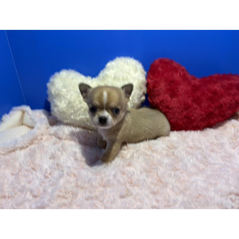 販売中の佐賀県のチワワ(スムースコート)-454809の4枚目