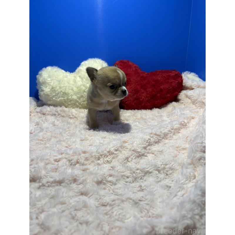 販売中の佐賀県のチワワ(スムースコート)-454809の3枚目