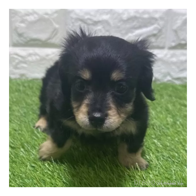 販売中の愛知県のカニンヘンダックスフンド(ロングヘアード)-453713