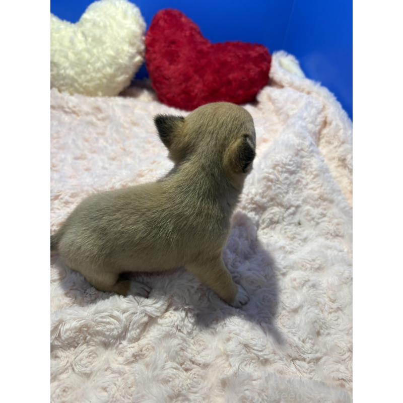 販売中の佐賀県のチワワ(スムースコート)-454809の2枚目