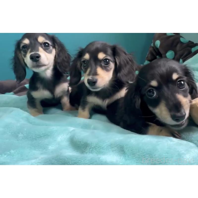 販売中の奈良県のミニチュアダックスフンド(ロングヘアード)-442568