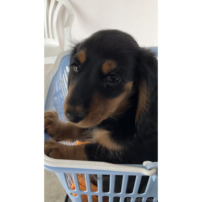 販売中の沖縄県のミニチュアダックスフンド(ロングヘアード)-445444の3枚目