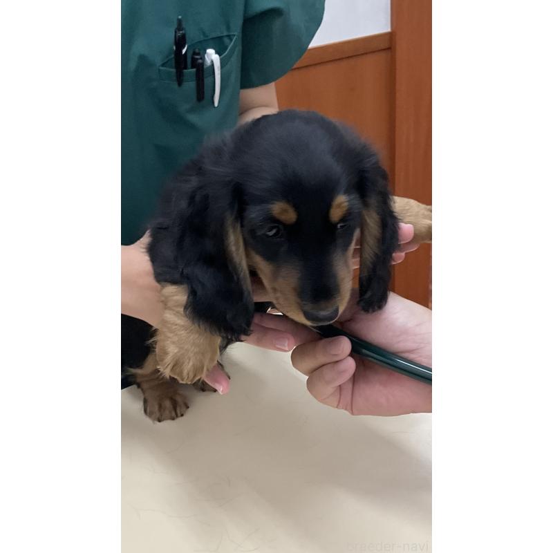 販売中の沖縄県のミニチュアダックスフンド(ロングヘアード)-445444の2枚目