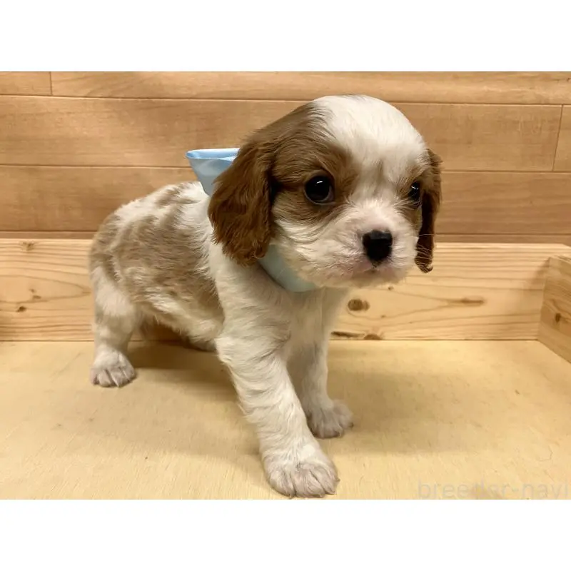 販売中の埼玉県のキャバリアキングチャールズスパニエル-454811の4枚目