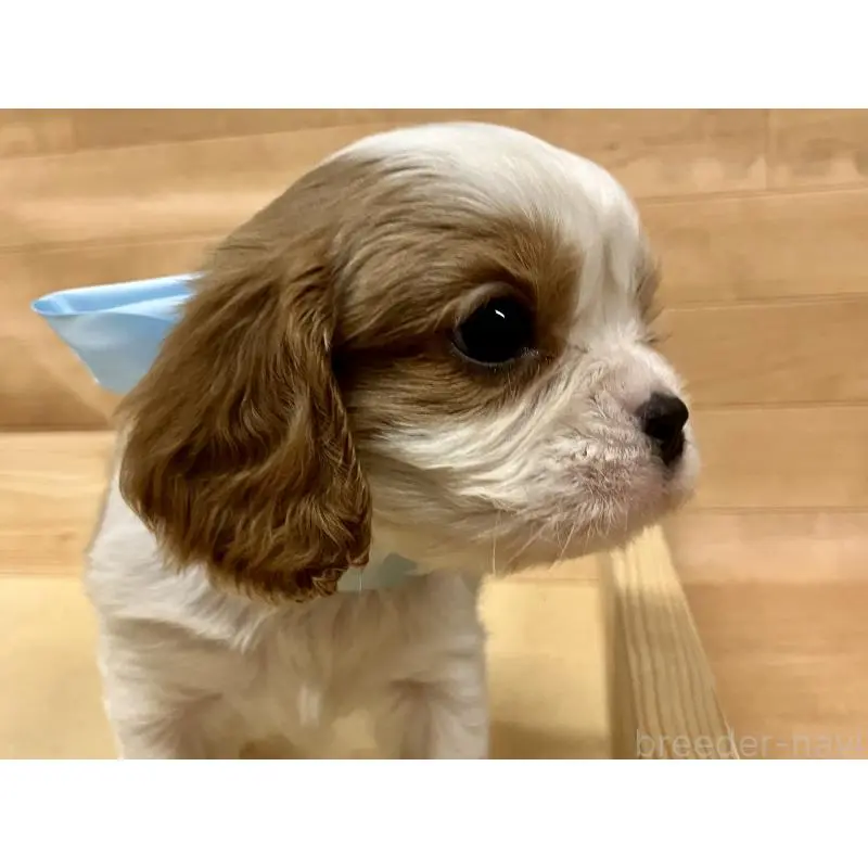 販売中の埼玉県のキャバリアキングチャールズスパニエル-454811の3枚目