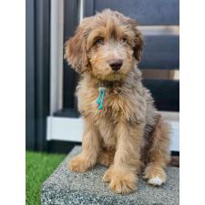 ♀︎ミックス犬