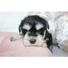 ♀︎ミニチュアシュナウザー