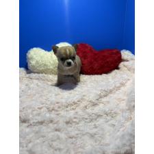 ♀︎チワワ(スムースコート)