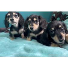 ♀︎ミニチュアダックスフンド(ロングヘアード)