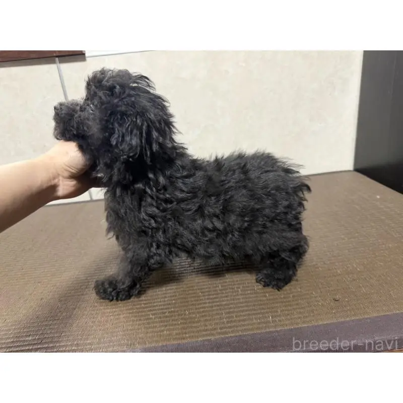 販売中の東京都のトイプードル-454813の4枚目