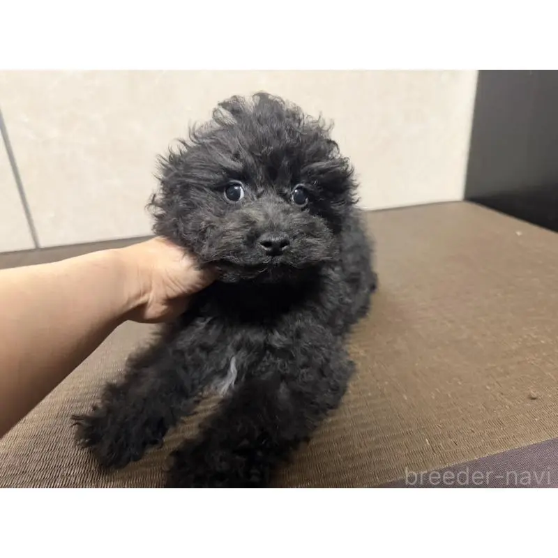 販売中の東京都のトイプードル-454813の3枚目