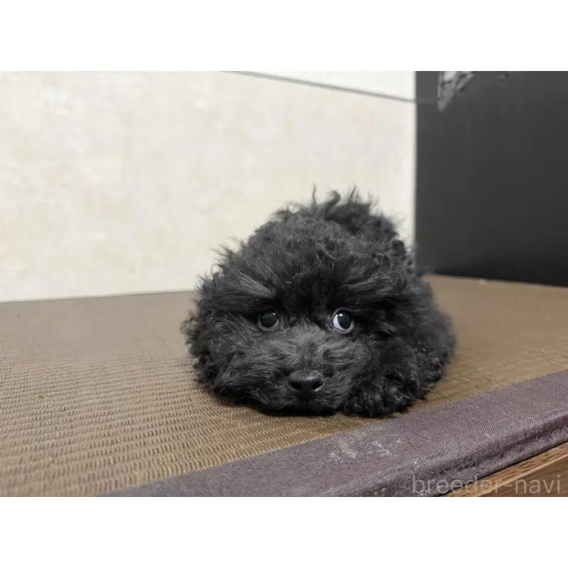 販売中の東京都のトイプードル-454813の2枚目