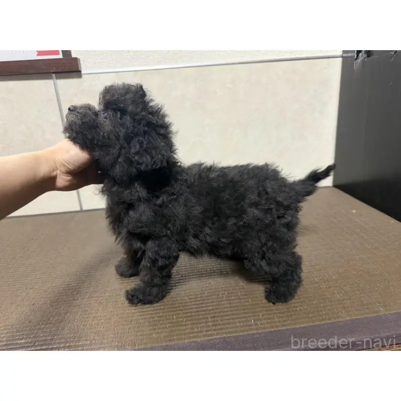 販売中の東京都のトイプードル-454814の4枚目