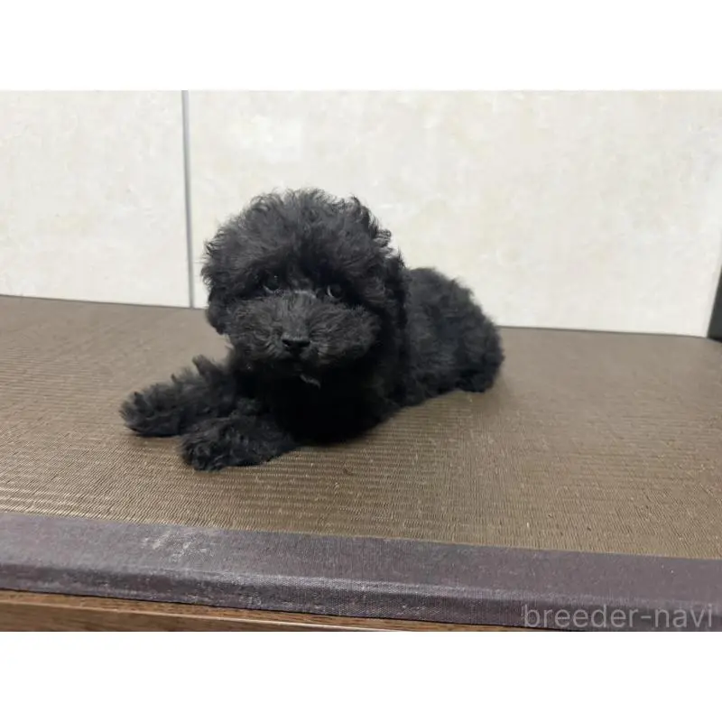販売中の東京都のトイプードル-454814の3枚目