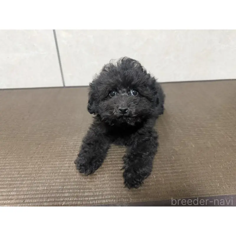 販売中の東京都のトイプードル-454814の2枚目