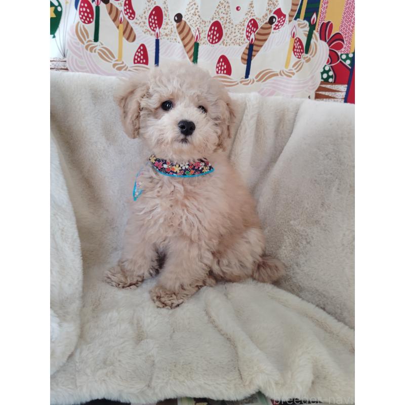 販売中の茨城県のトイプードル-454815の9枚目