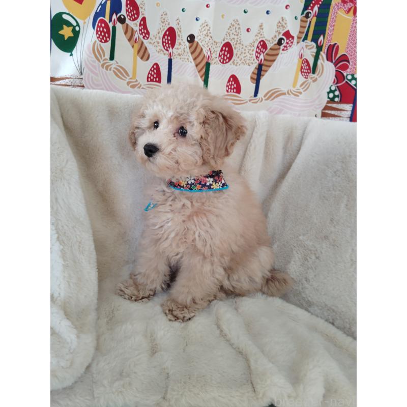 販売中の茨城県のトイプードル-454815の8枚目