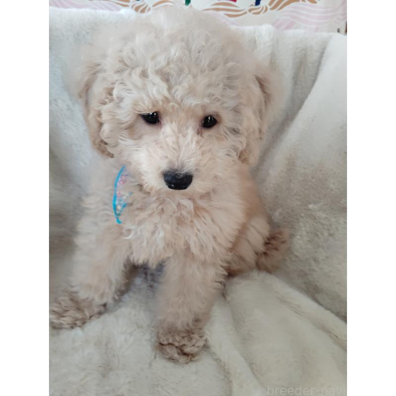 販売中の茨城県のトイプードル-454815の7枚目