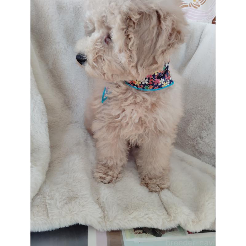 販売中の茨城県のトイプードル-454815の6枚目