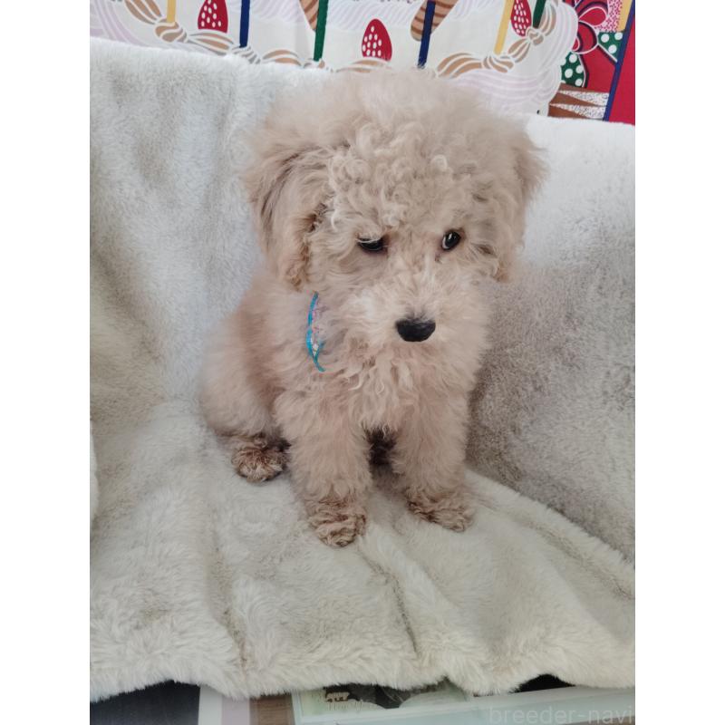 販売中の茨城県のトイプードル-454815の5枚目