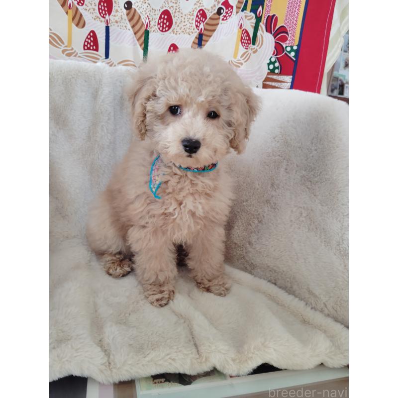 販売中の茨城県のトイプードル-454815の4枚目