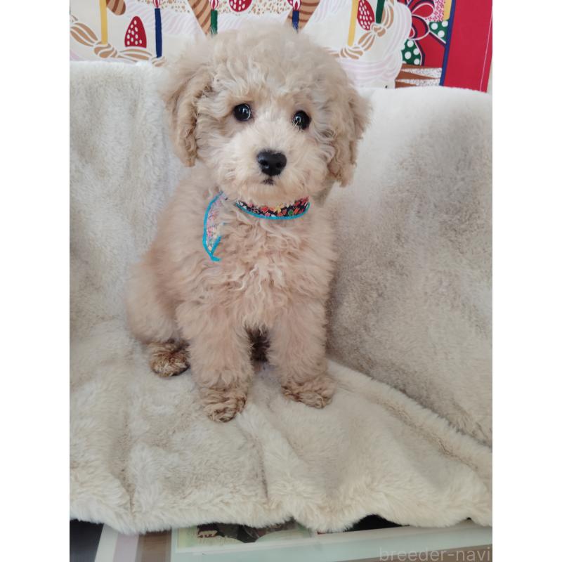 販売中の茨城県のトイプードル-454815の3枚目