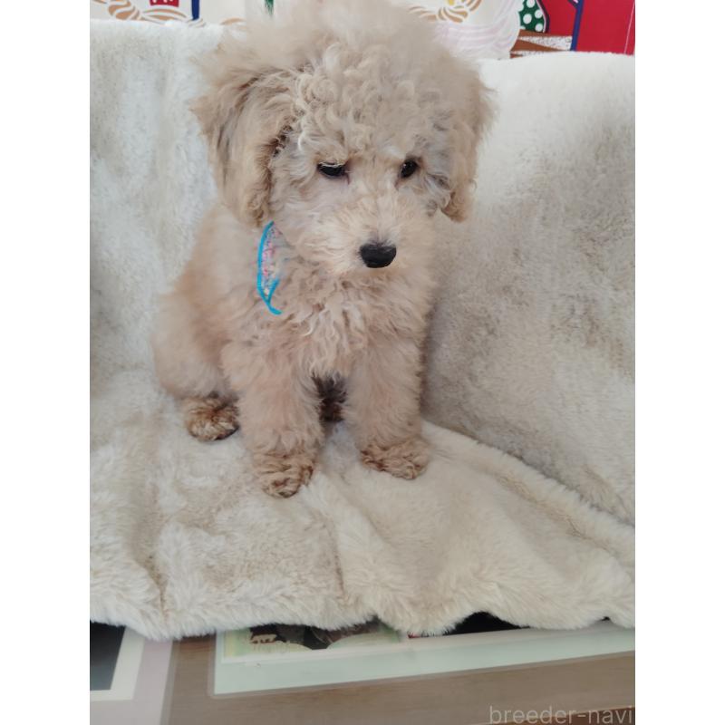 販売中の茨城県のトイプードル-454815の2枚目