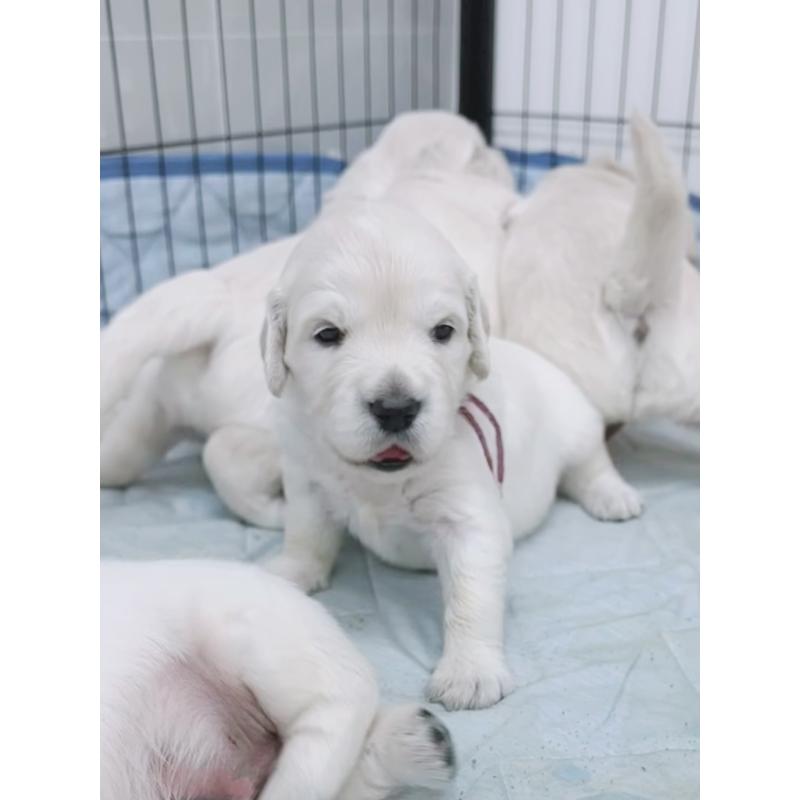 販売中の大分県のゴールデンレトリーバー-454822の7枚目