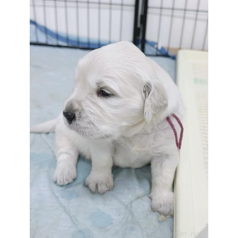 販売中の大分県のゴールデンレトリーバー-454822の6枚目