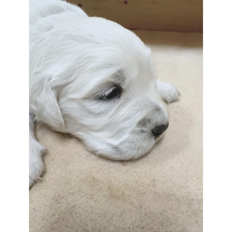 販売中の大分県のゴールデンレトリーバー-454822の4枚目