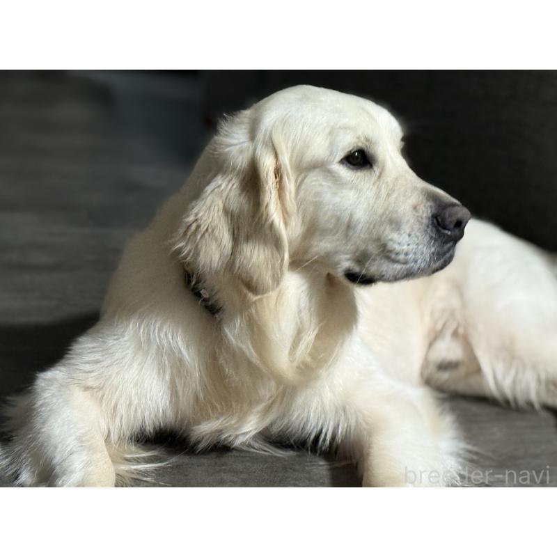 販売中の大分県のゴールデンレトリーバー-454822の3枚目